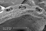 11 - Sezione longitudinale radiale  di concettacoli multiporati